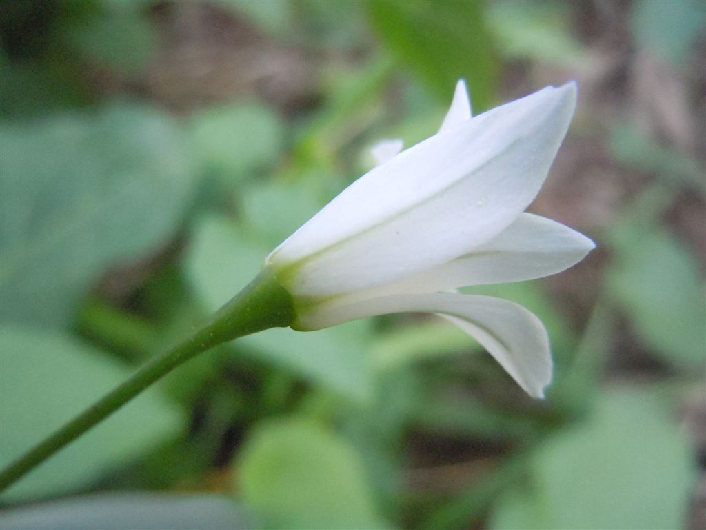 Fiorellini bianchi - Allium triquetrum L.